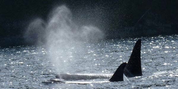 Orca blowing mist