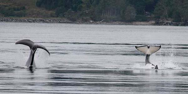 Orcas showing off their tails