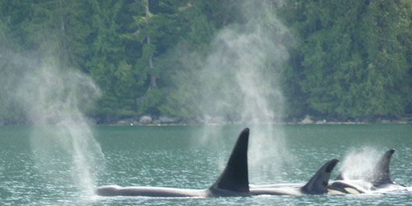 Pod of orcas getting some fresh air