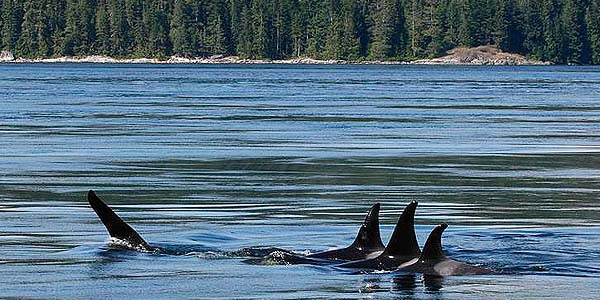 Three orcas racing