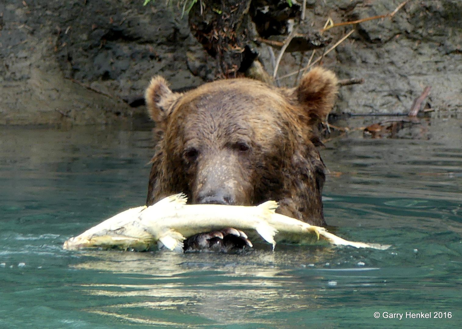 British Columbia Whale Watching Grizzly Bear Tours Vancouver Island