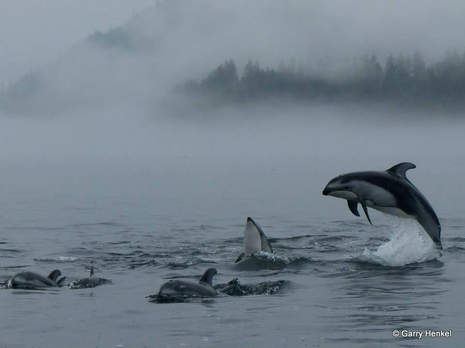 Dolphinmystical
