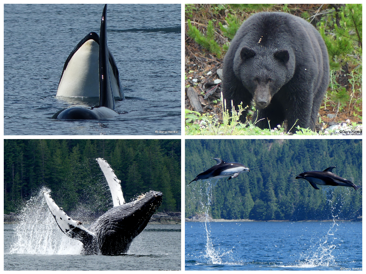 Website collage 2021